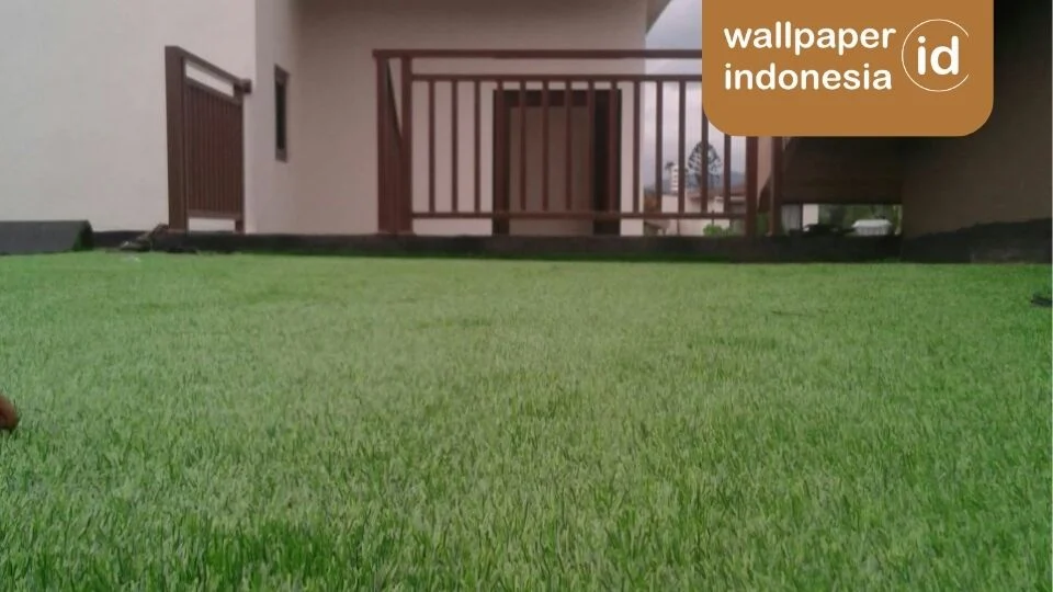 Perbandingan rumput sintetis dan asli