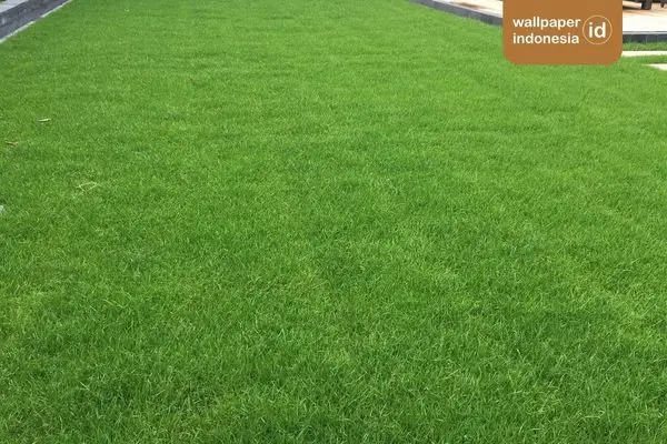 Tips perawatan rumput sintetis